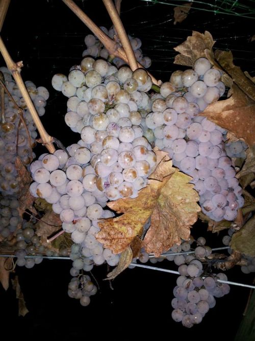 Ready to harvest Riesling - Quails Gate Winery 