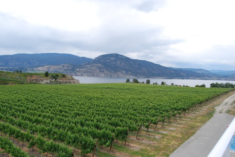 Vineyards at D'angel Winery