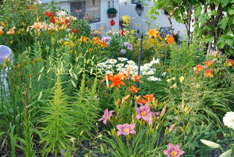 Dee Newmans garden of Lilies
