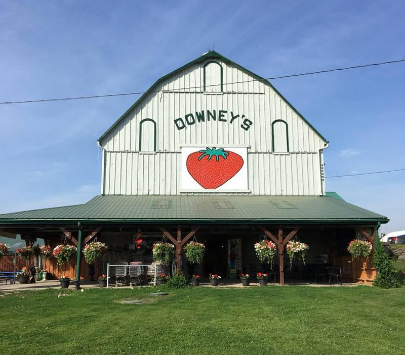 Downey's Estate Winery 