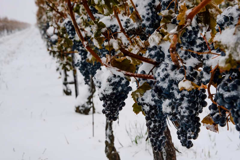 Reif Estate Winery _Ontario