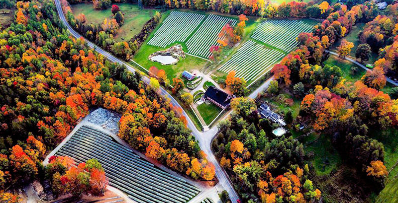 Vignoble Sugar Hil Brome Lake