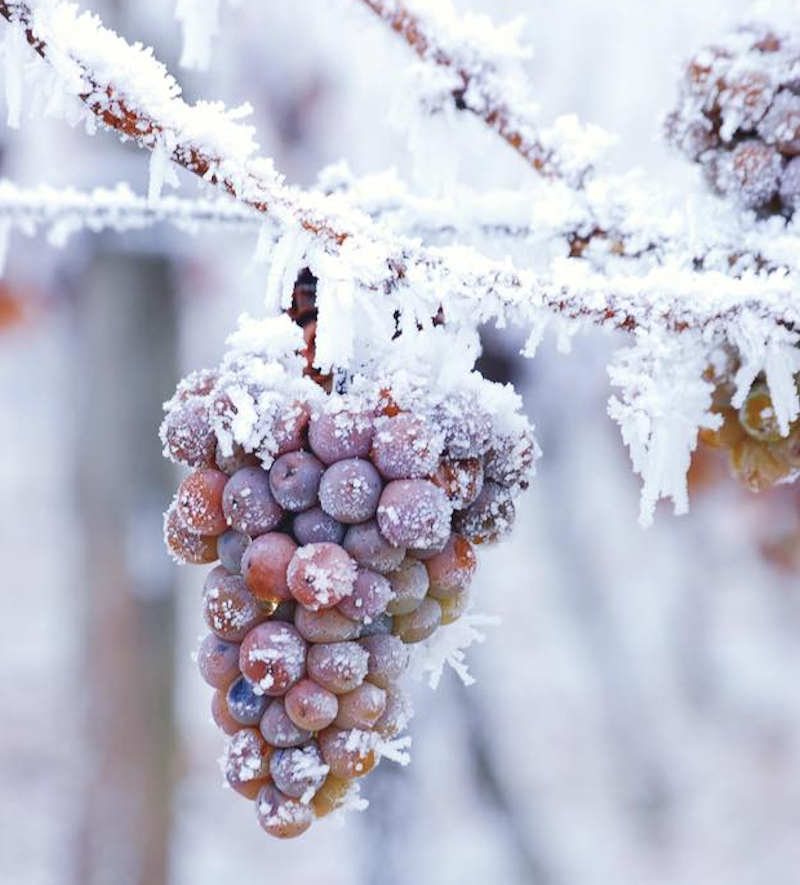 ice wine grape -Vignoble Les Vents d’Ange