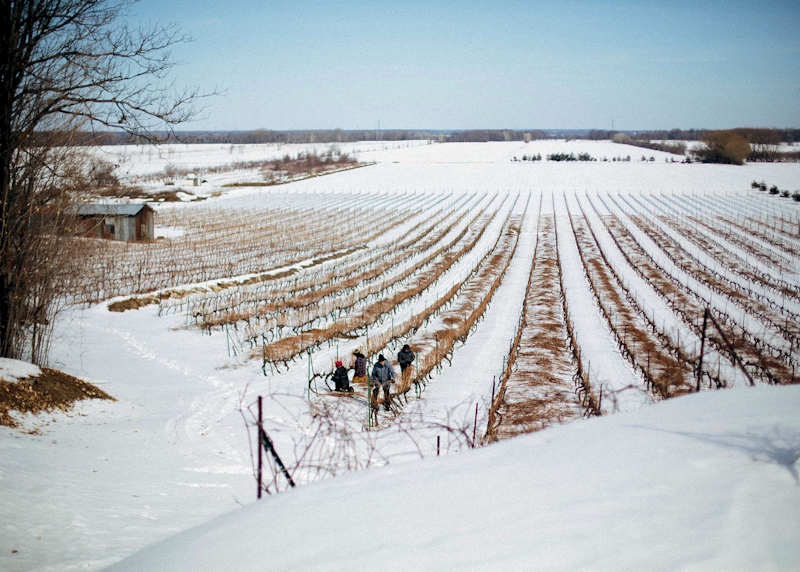 Vignoble Les Vents d’Ange