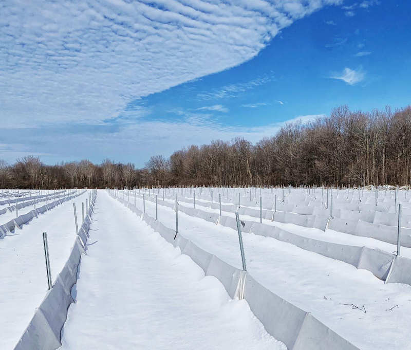 Vignoble Rivière du Chêne
