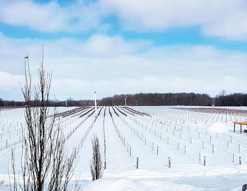 Vignoble Rivière du Chêne