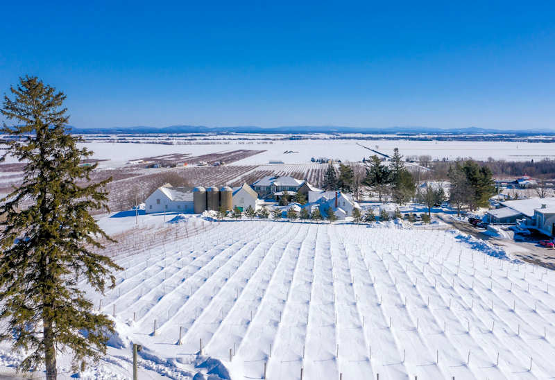 Vignoble Cote Rougemont