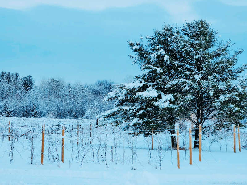 Vignoble de la Bauge