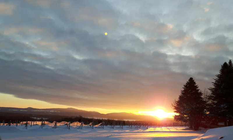 Léon Courville's vineyard!