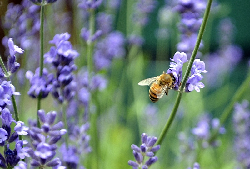 Bee and Lavender