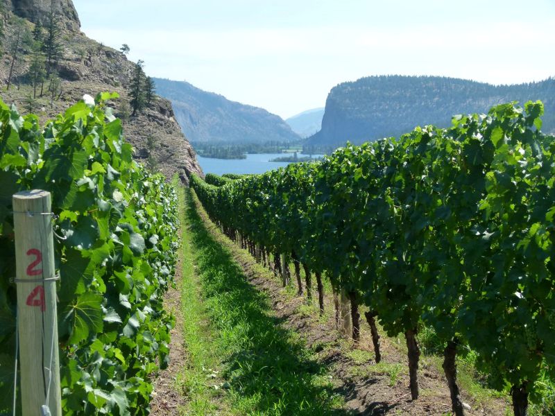 Chardonnay rows on the Blue Mountain Vineyard and Cellars Estate