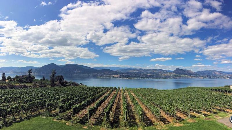 Deep Roots Vineyards