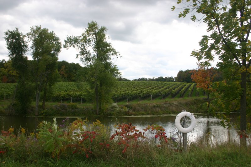 Heron Pond Vineyard - Rennie Estate Winery - Beamsville Ontario 