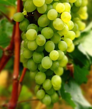 Trebbiano may the second most widely planted grape in the world. 