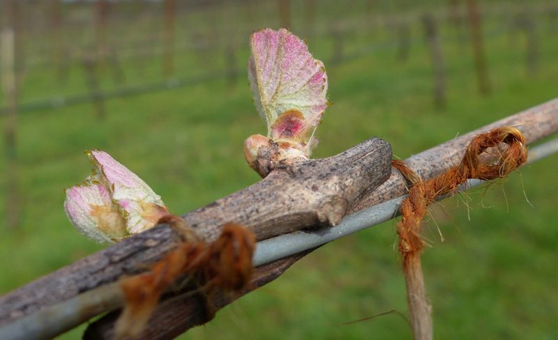 Coeur De Terre Vineyard s photo