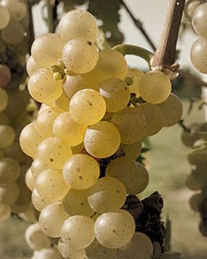 Vidal Blanc is an inter-specific hybrid variety of white wine grape ,