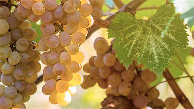 Viognier
