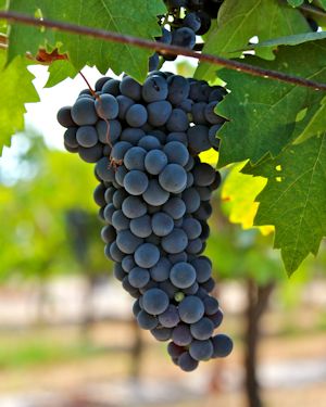 Zinfandel