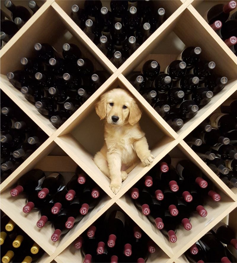 pup and wine