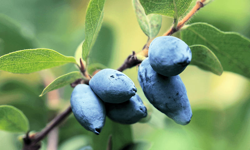 Haskap is the Japanese name for Lonicera caerulea, 