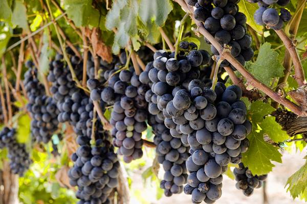 Pais is a famous red wine grape variety in country of Chile