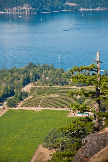 Saturn Island Vineyards ~ photo by Sean Fenzl 