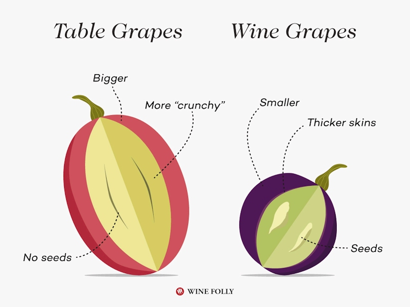 table grapes vs wine grapes