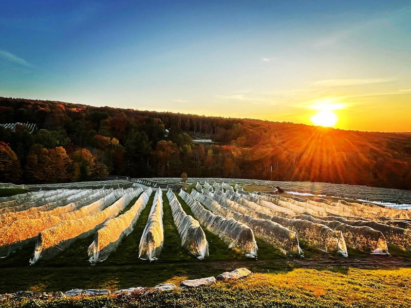 Vignoble Sugarhill Quebec 
