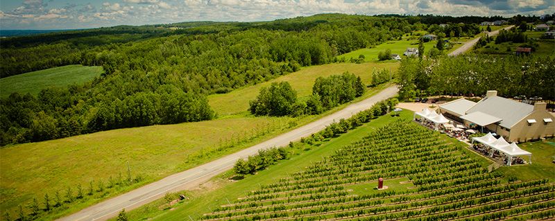 Luckett Vineyards