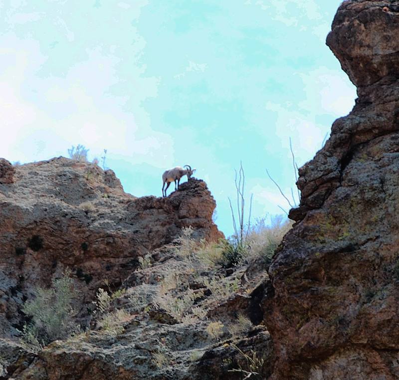 Arizona Sheep photo by Robert A Bell