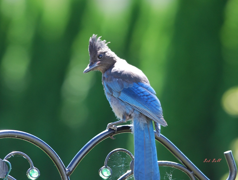 Blue a stellar jay photo by Bob Bell