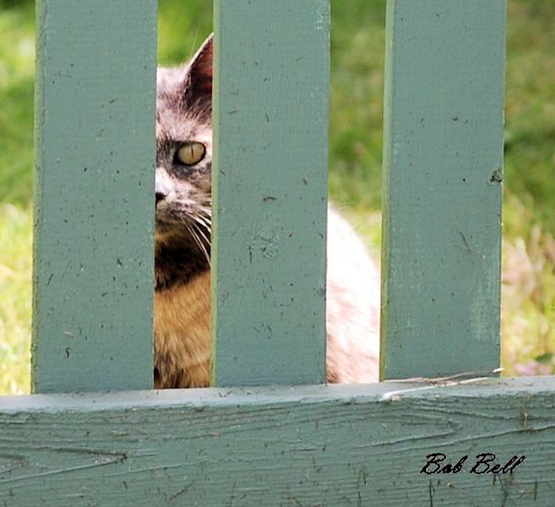 cat fence