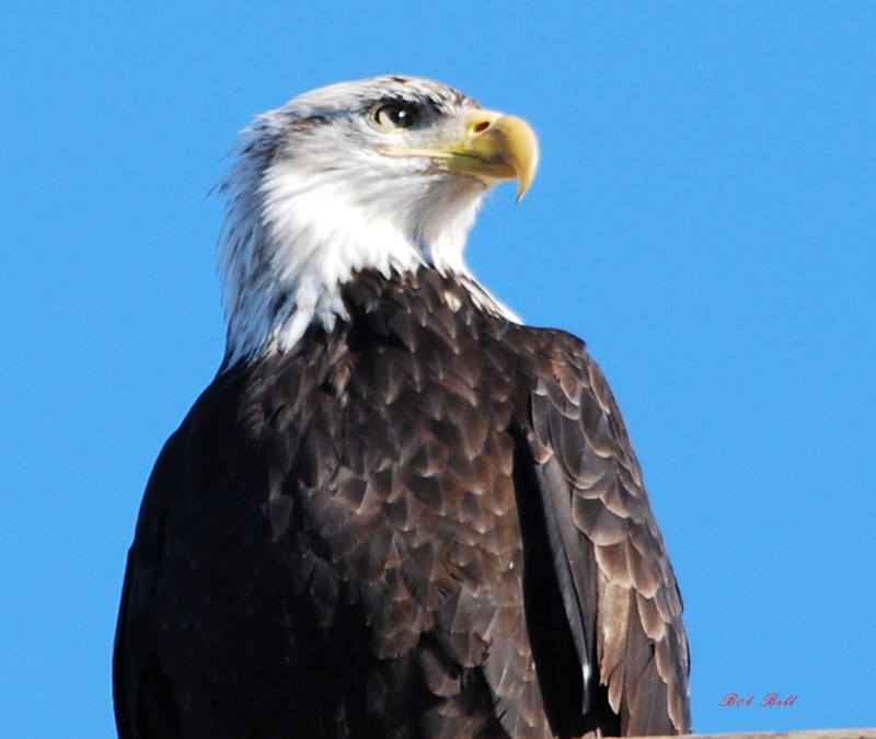 Bald Eagle photo by Robert A Bell
