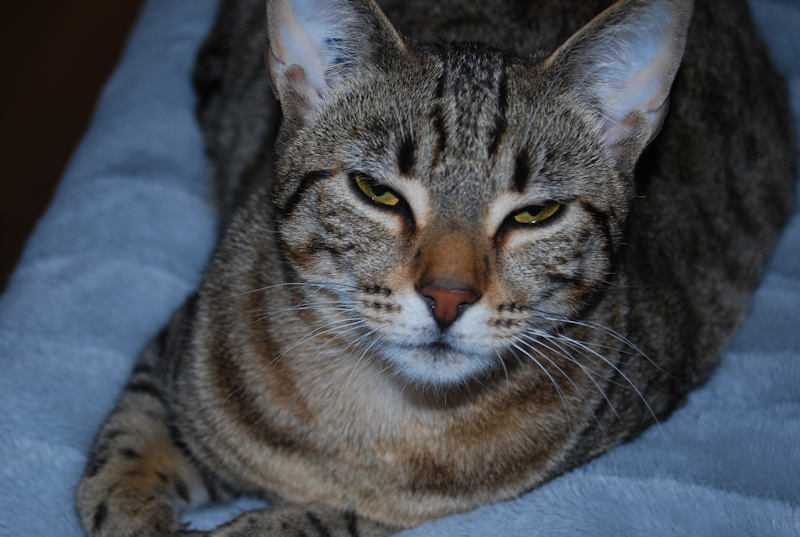 Fern, a  Cat photo by Robert A Bell