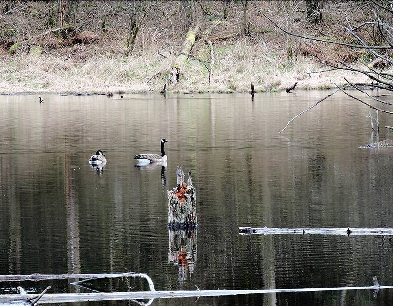 Canadian Geese Relaxing 

Photography by Robert A Bell