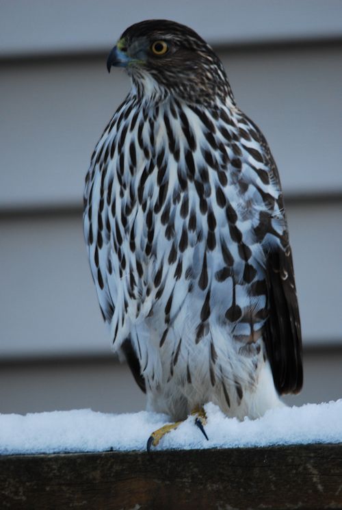 Hawk by Robert A Bell