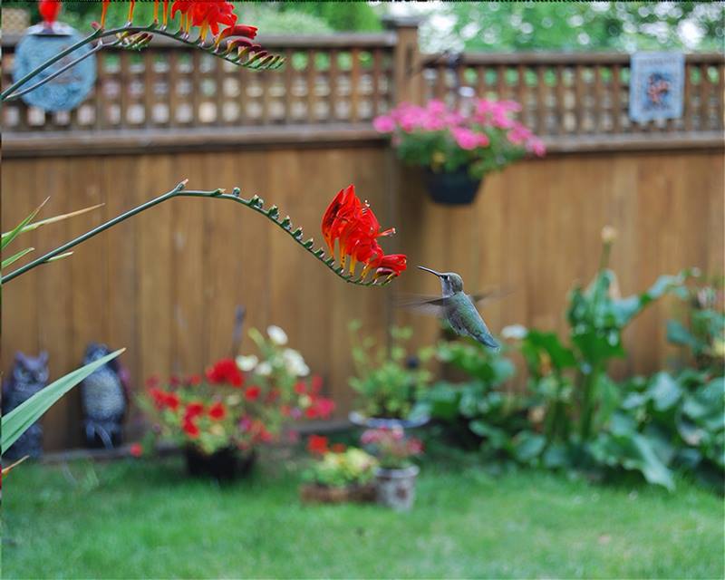 Humming Bird photography by Robert A Bell