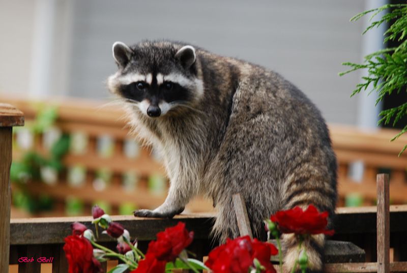 Mother Raccoon by Robert A Bell