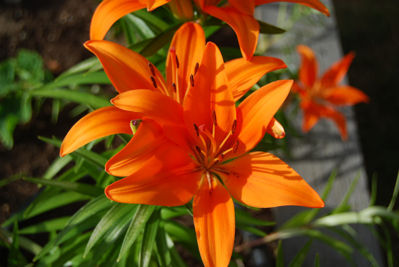 Tiger Lily photo by Robert A Bell