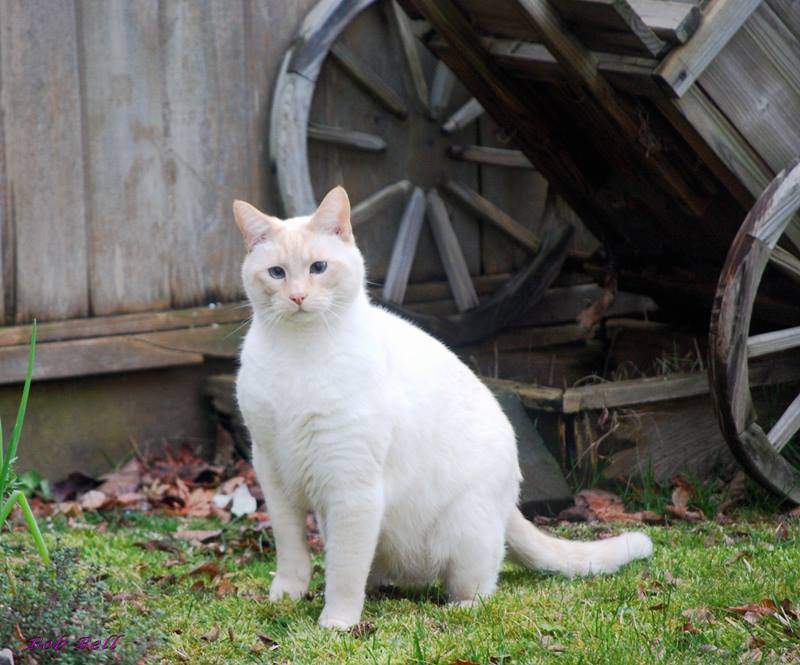 White Cat photo by Robert A Bell