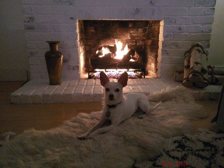 Zippy by the Fire photo by Robert A Bell