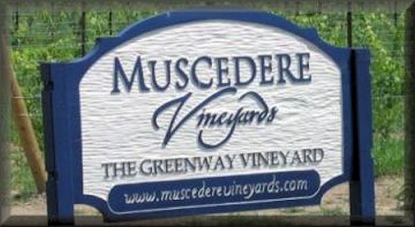 Muscedere Vineyards&nbsp;- Harrrow,Ontario 